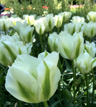 Spring Green в упаковці 3 шт 028 фото