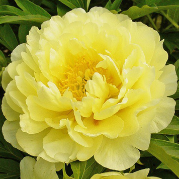 Smith Family Yellow 3/5 бруньок 459-3 фото