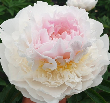 Blush Queen 3/5 бруньок 421-3 фото
