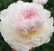 Blush Queen 3/5 бруньок 421-3 фото 2