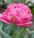 Strawberry Cream в упаковці 3 шт 646 фото 4