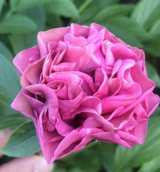 Carnation Bouquet 3/5 бруньок 475-3 фото