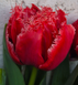 Bendigo в упаковці 3 шт 391 фото 2