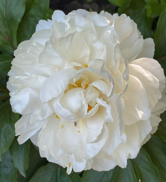 Gardenia 3/5 бруньок 488-3 фото