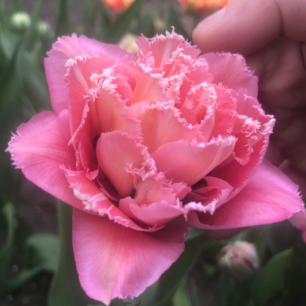 Pink Magik Купити Pink Magik в упаковці 3 шт 355 в інтернет магазині Paliuha ...