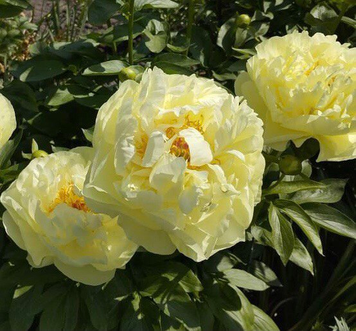 Lemon Chiffon 3/5 бруньок 489-3 фото