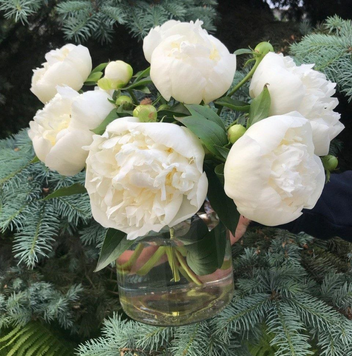 Duchesse de Nemours 3/5 бруньок 482-3 фото