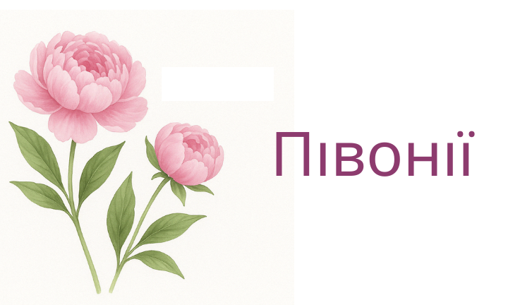 Півонії Десктоп